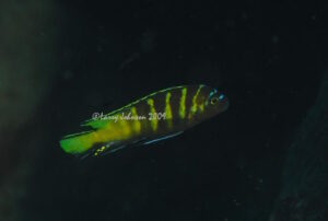 Metriaclima melissa 'Chitande Island'